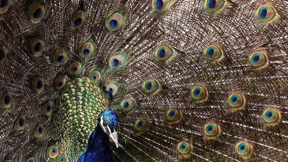 Der „pavo“ ist der „Truthahn“, ein „pavo real“ hingegen ein „Pfau“ (wörtlich ein „Königsputer“).