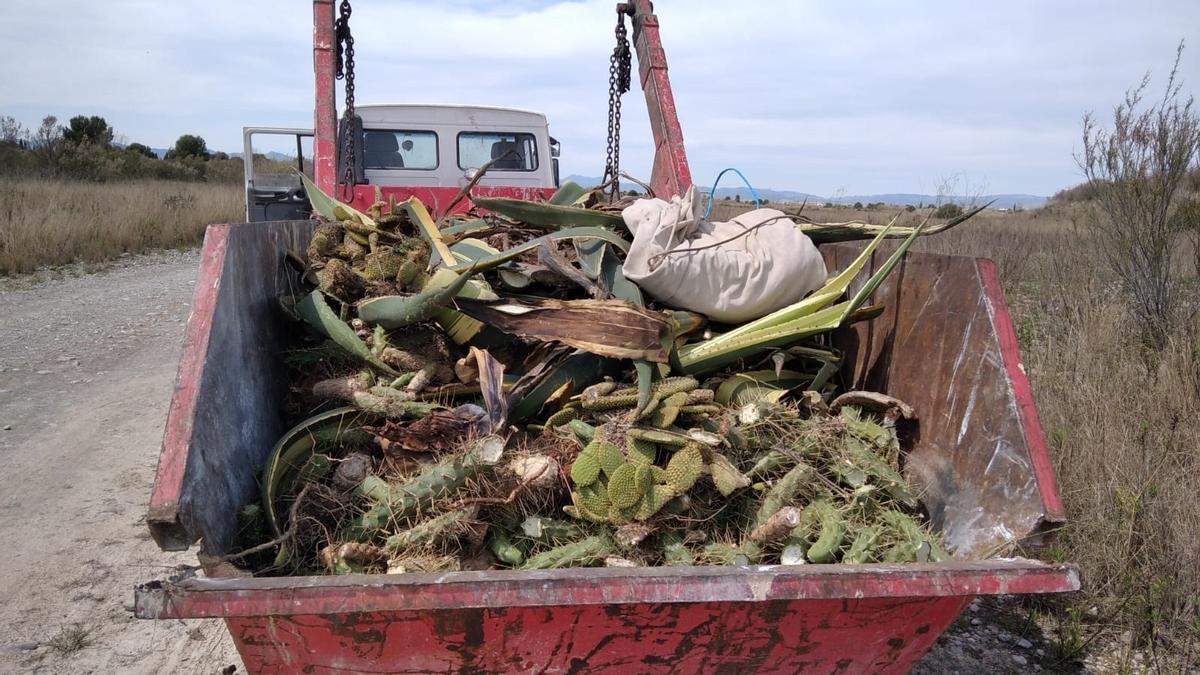 El Consorcio gestor del Paisaje Protegido de la Desembocadura del río Mijares retira flora exótica del tramo bajo del paraje fluvial