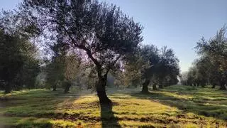 Detectan 173 nuevas variedades de olivo en España, que dejan la cifra total en 427