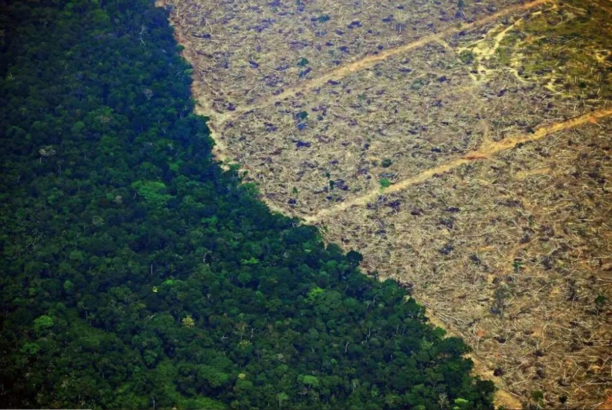 Debate en EEUU: ¿Por qué comer carne de ternera destruye el planeta?