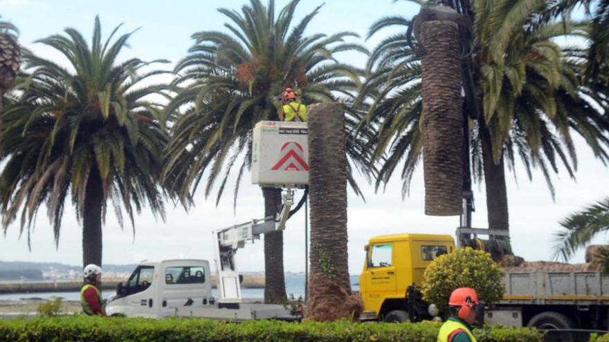 Cambados pierde la mitad del palmeral de los 70