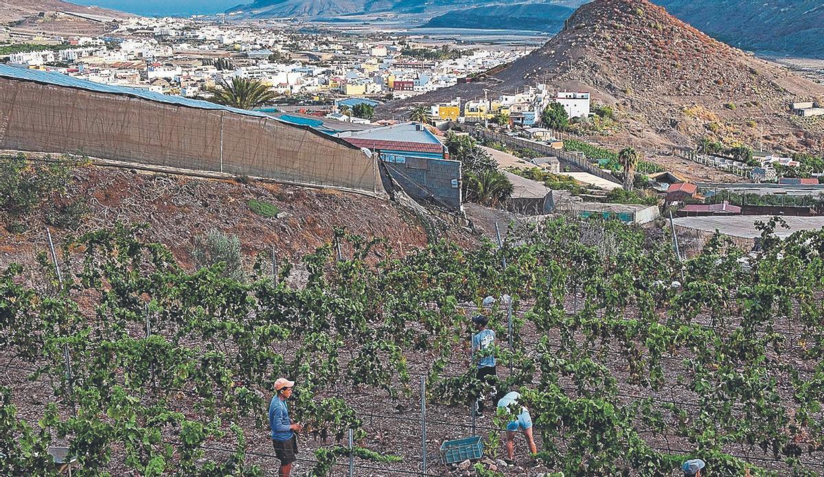 Varios trabajadores realizan la vendimia en una finca del municipio de La Aldea, en Gran Canaria.