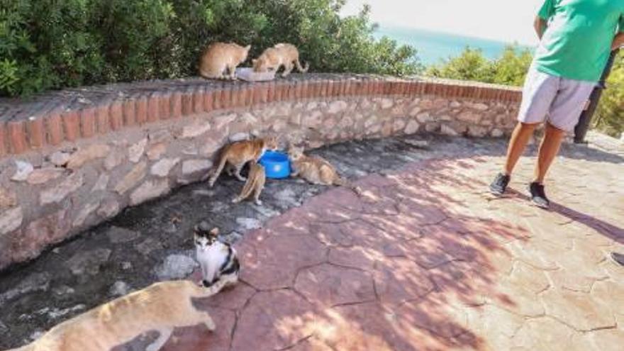 Un grupo de gatos se agolpa para comer y beber en los recipientes dejados por un vecino.