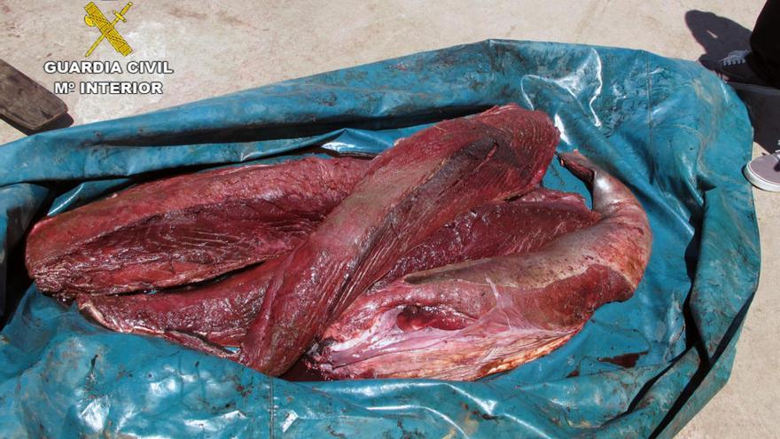 Decomisan en Cartagena más de 50 kilos de atún rojo capturado ilícitamente