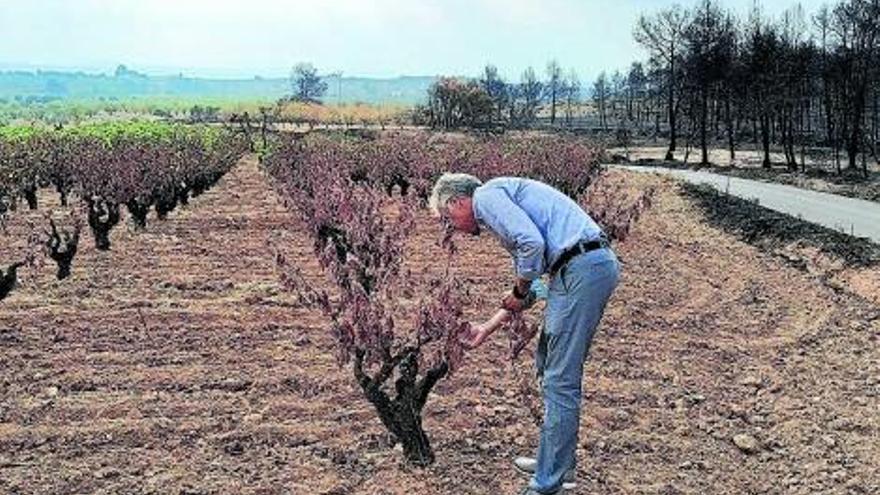 Roger Llanes observa unas viñas junto a una zona boscosa en Venta del Moro quemada por el fuego este verano.