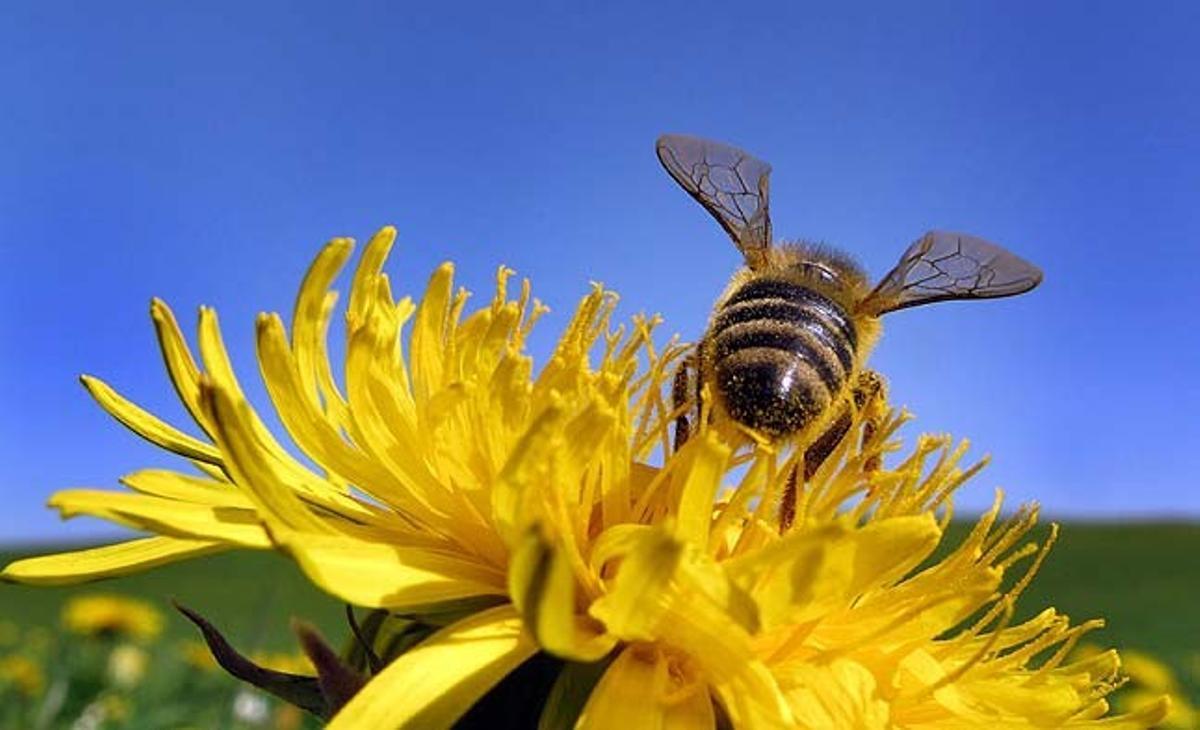 Una abella recol·lecta pol·len d’una flor a Biessenhofen (Alemanya). Un clima tebi i assolellat es presenta a l’Europa central amb l’arribada de la primavera.