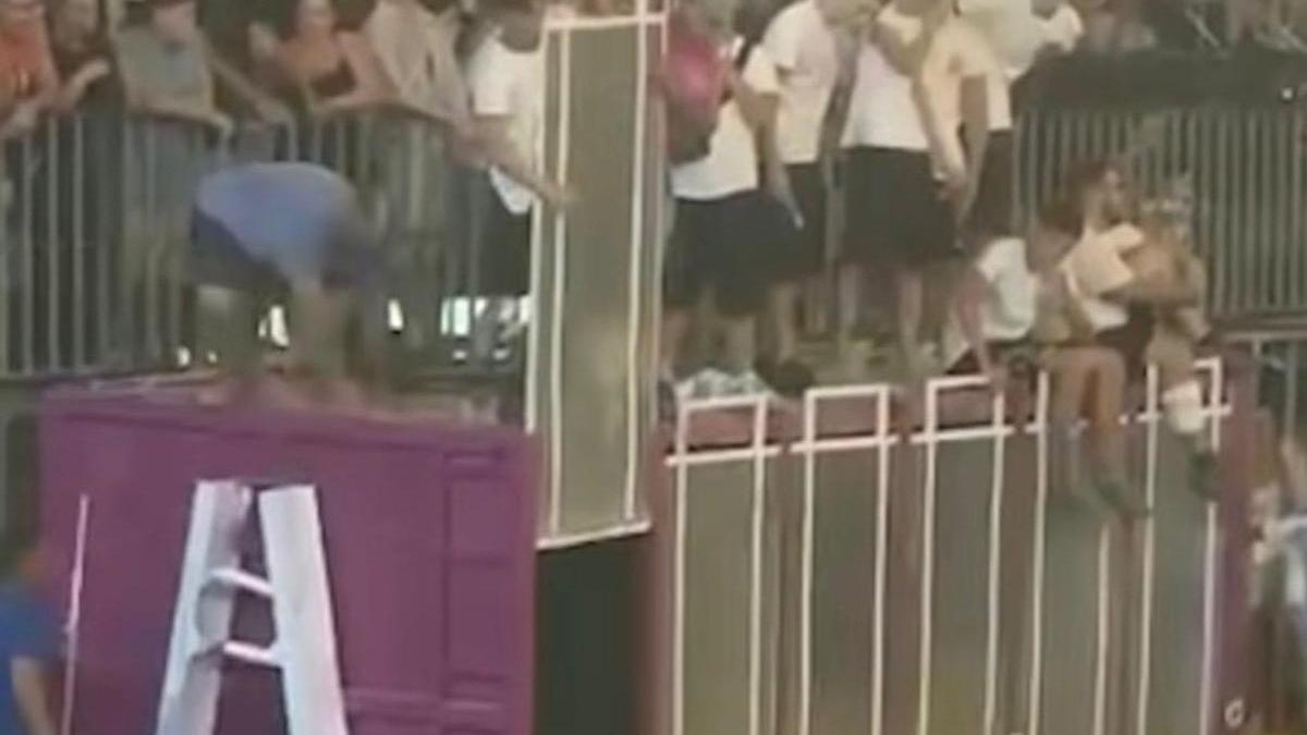 Una imagen del vídeo publicado por Pacma en el que se ve el toro en suelo, sin poder salir del cajón.
