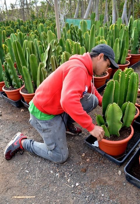 01/03/2019 MONTAÑA LOS VELEZ, AGÜIMES. Plantas para exportación de Viveros El Rosal. SANTI BLANCO
