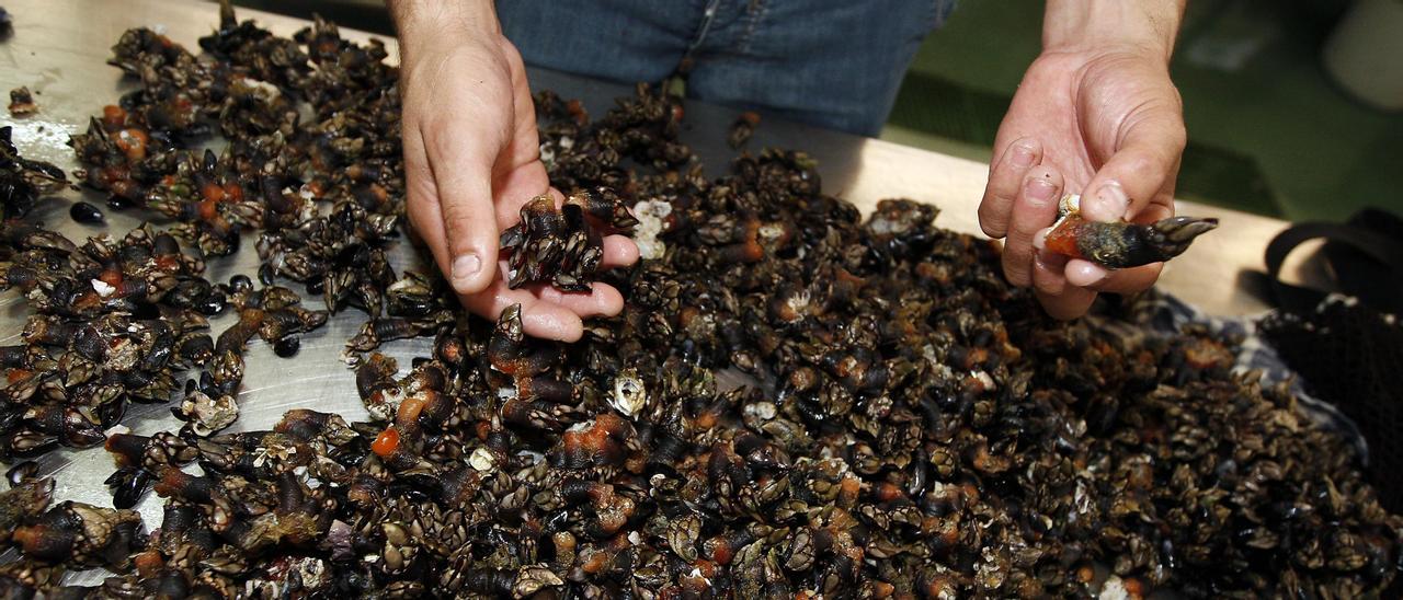 Labores de limpieza y selección del percebe en la lonja de Baiona.