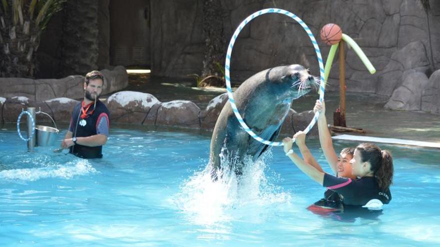 Una terapia con leones marinos que cumple 10 años