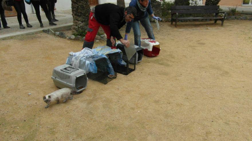 Un instante de la suelta de gatos en Tabarca