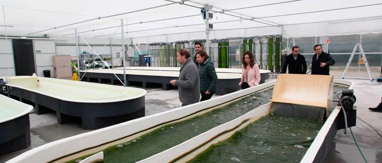 Los tanques de producción de microalgas en Lloreda.