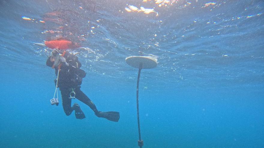 Renuevan ocho boyas ecológicas en l&#039;Alfàs para seguir manteniendo viva la posidonia