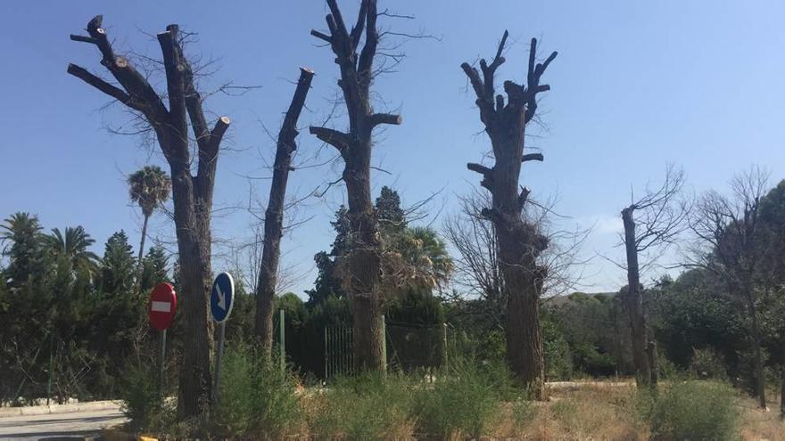 La olmeda de Ascoy, con casi 50 árboles, va desapareciendo poco a poco.