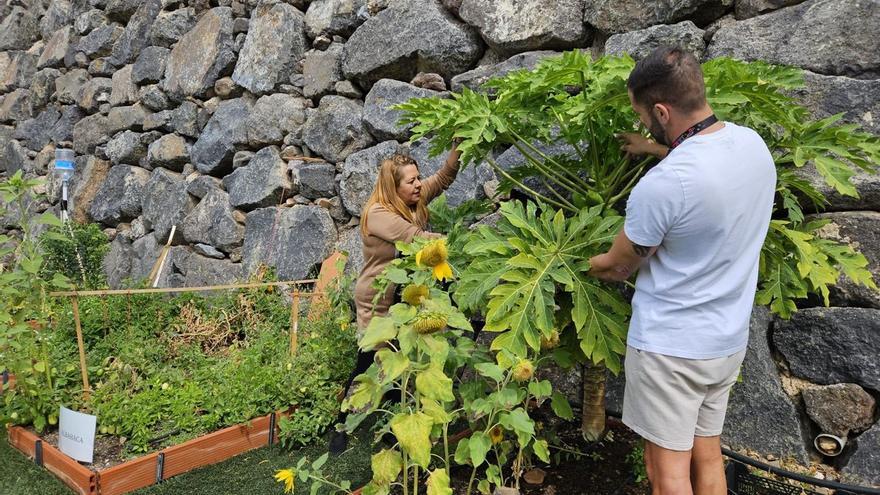 El Ayuntamiento de Pájara impulsa el uso de los huertos escolares del municipio