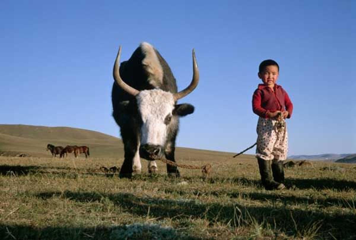 Un niño mongol pastorea un yak en las estepas de Mongolia.