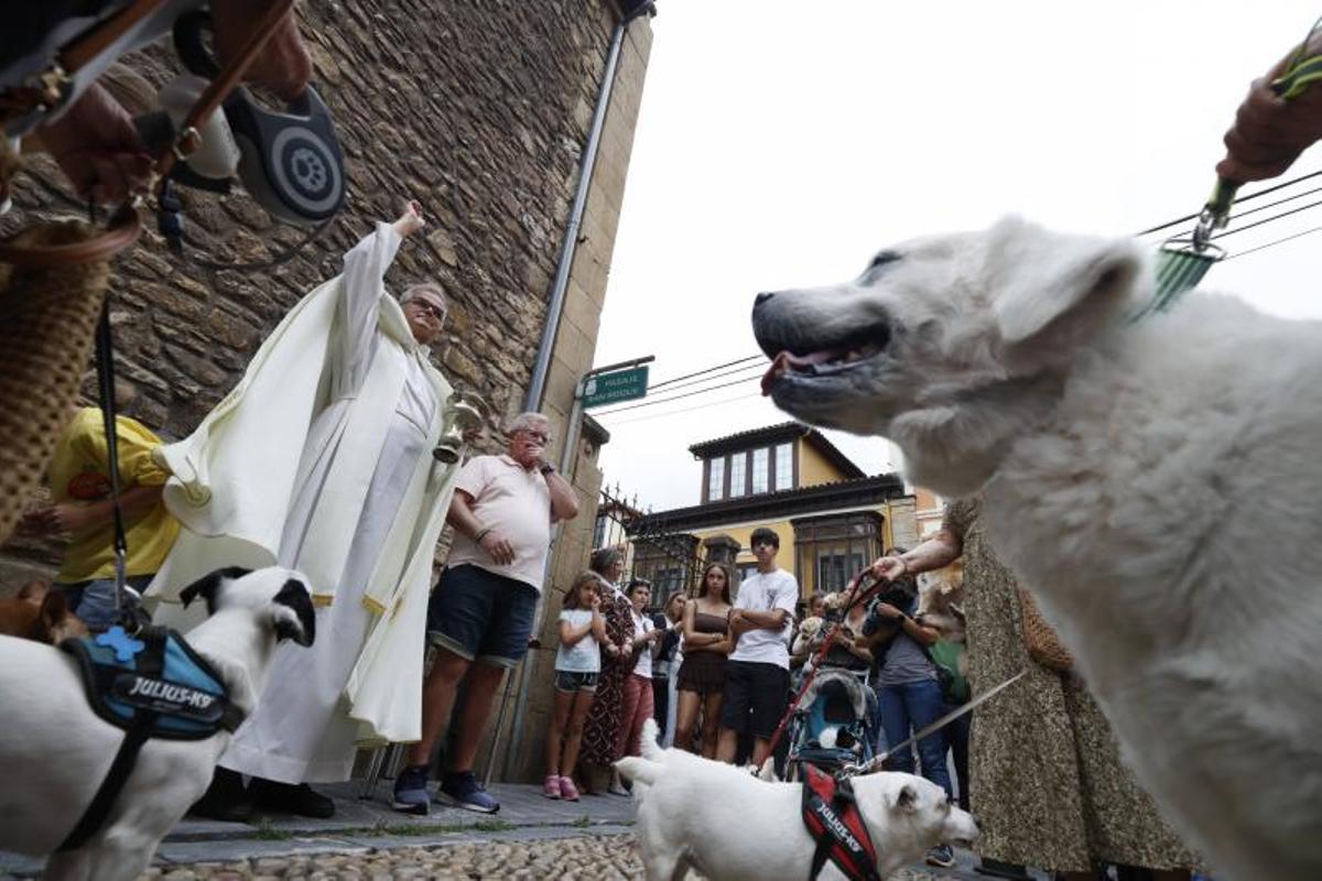 EN IMÁGENES: la bendición de San Roque a las mascotas en El Carbayedo, en Avilés