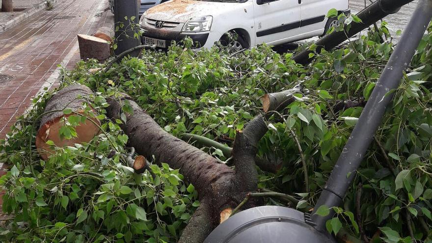 Árbol caído en Vàlencia, donde también fallaron semáforos en 14 cruces de la ciudad.