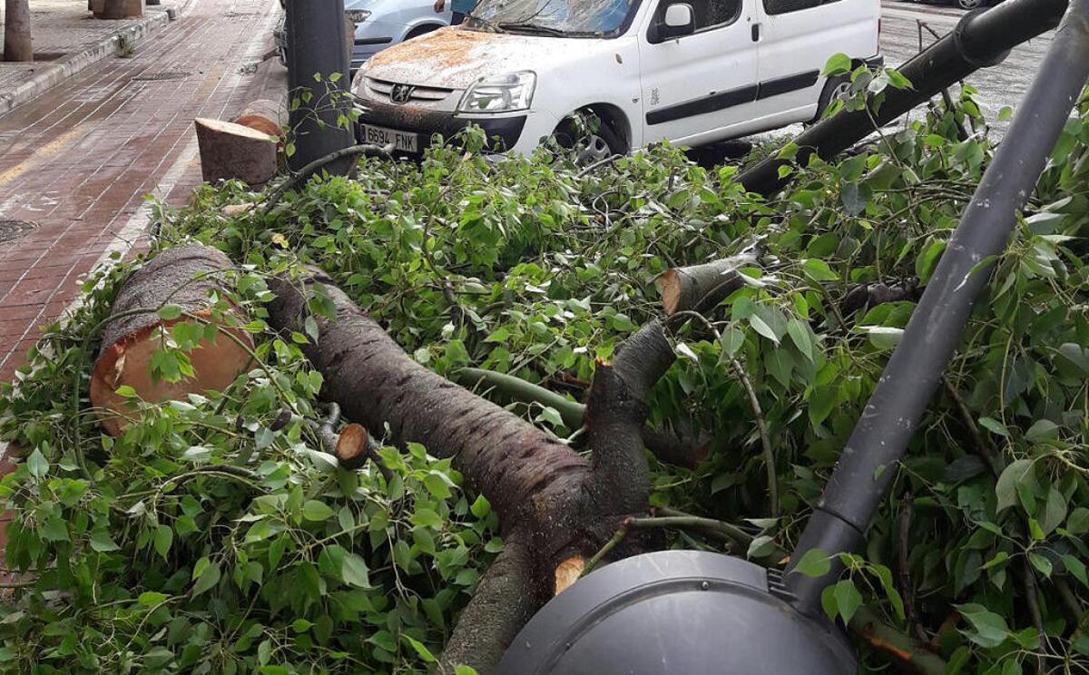 Árbol caído en Vàlencia, donde también fallaron semáforos en 14 cruces de la ciudad.
