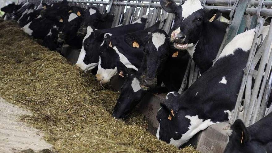 Vacas en una explotación ganadera de leche de Palio, en Lalín. // Bernabé/Javier Lalín