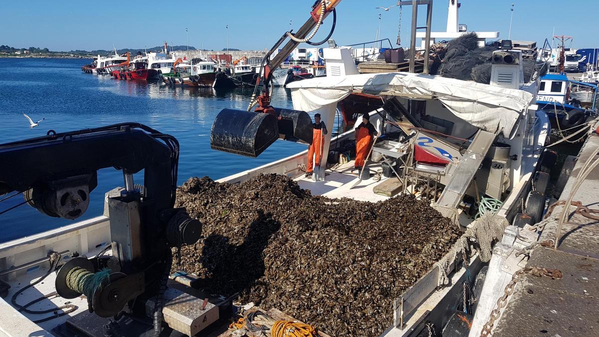 Barcos auxiliares de acuicultura en Porto Meloxo (O Grove).