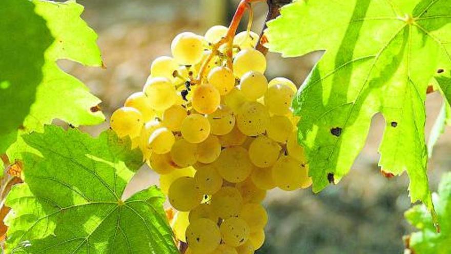 Eine Rebe der heimischen Sorte Prensal Blanc in der Finca Son Roig in Algaida. | FOTO: TONI BENNÀSSAR