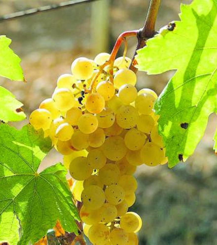 Lokaler Wein: Das kleine Abc der Mallorca-Trauben
