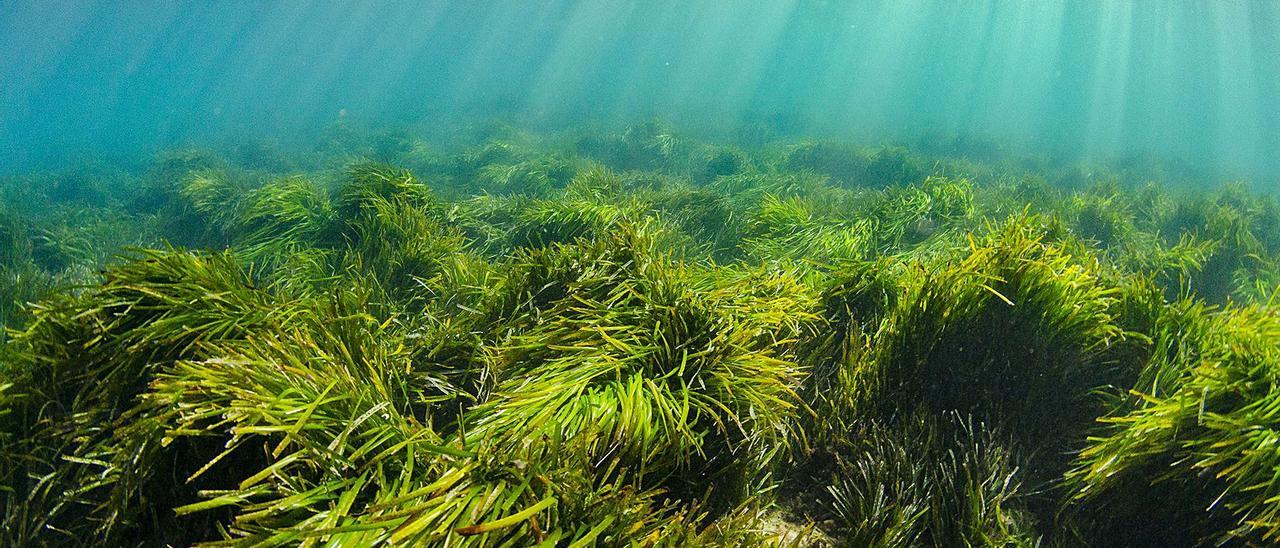 Pradera de posidonia situada en la zona de sa Caleta. | XAVIER MAS