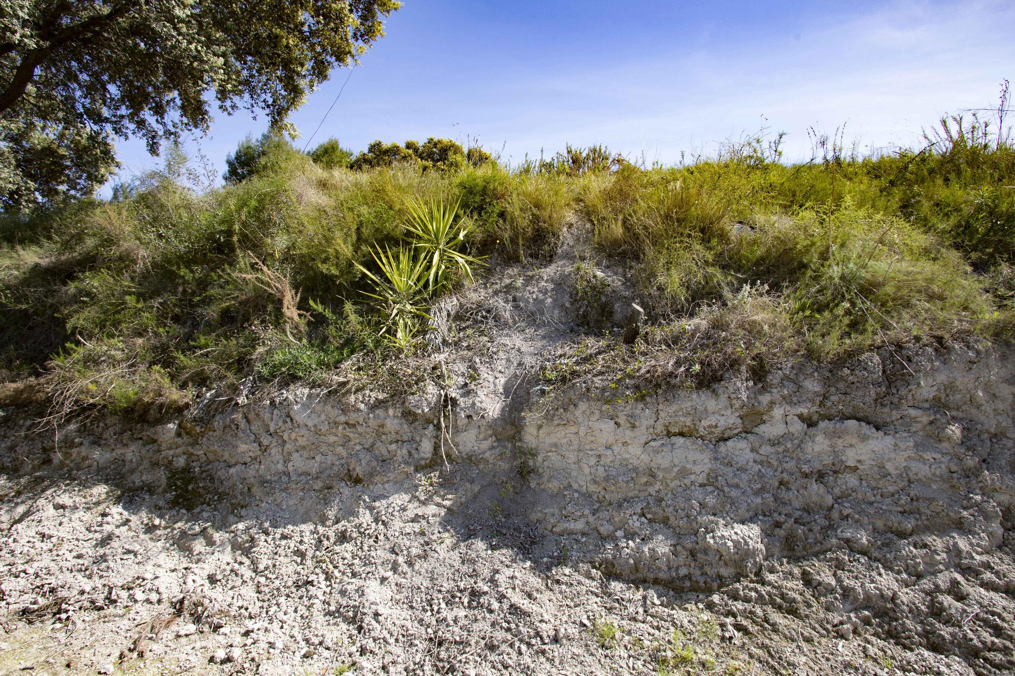 Los jabalíes destrozan parcelas de la urbanización Bixquert