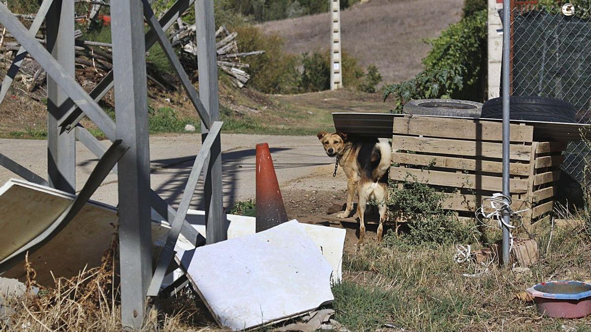 Un perro, en una foto de archivo, rodeado de escombros y basura.