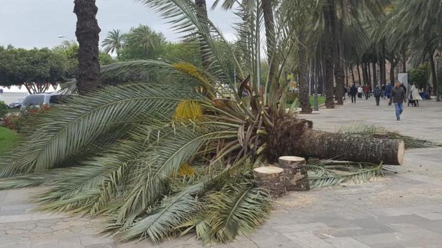 Eine Palme stürzte in Palma um.