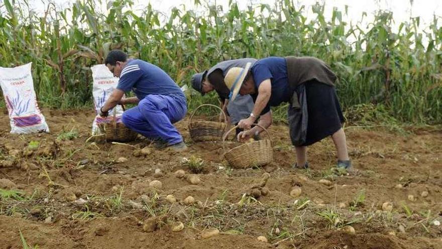 Recogida de la patata en una zona no afectada por la plaga.