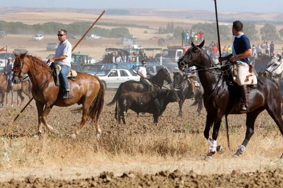 Encierro campero en Moraleja del Vino