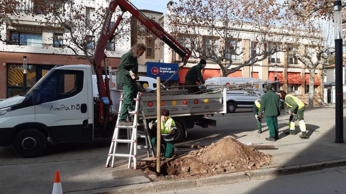 Plantació de nou arbrat, una de les intervencions que s'han portat a terme