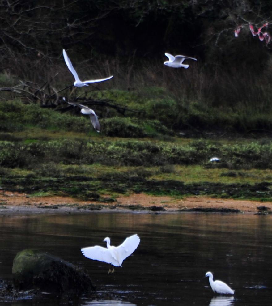 Garcetas y gaviotas en la ría.