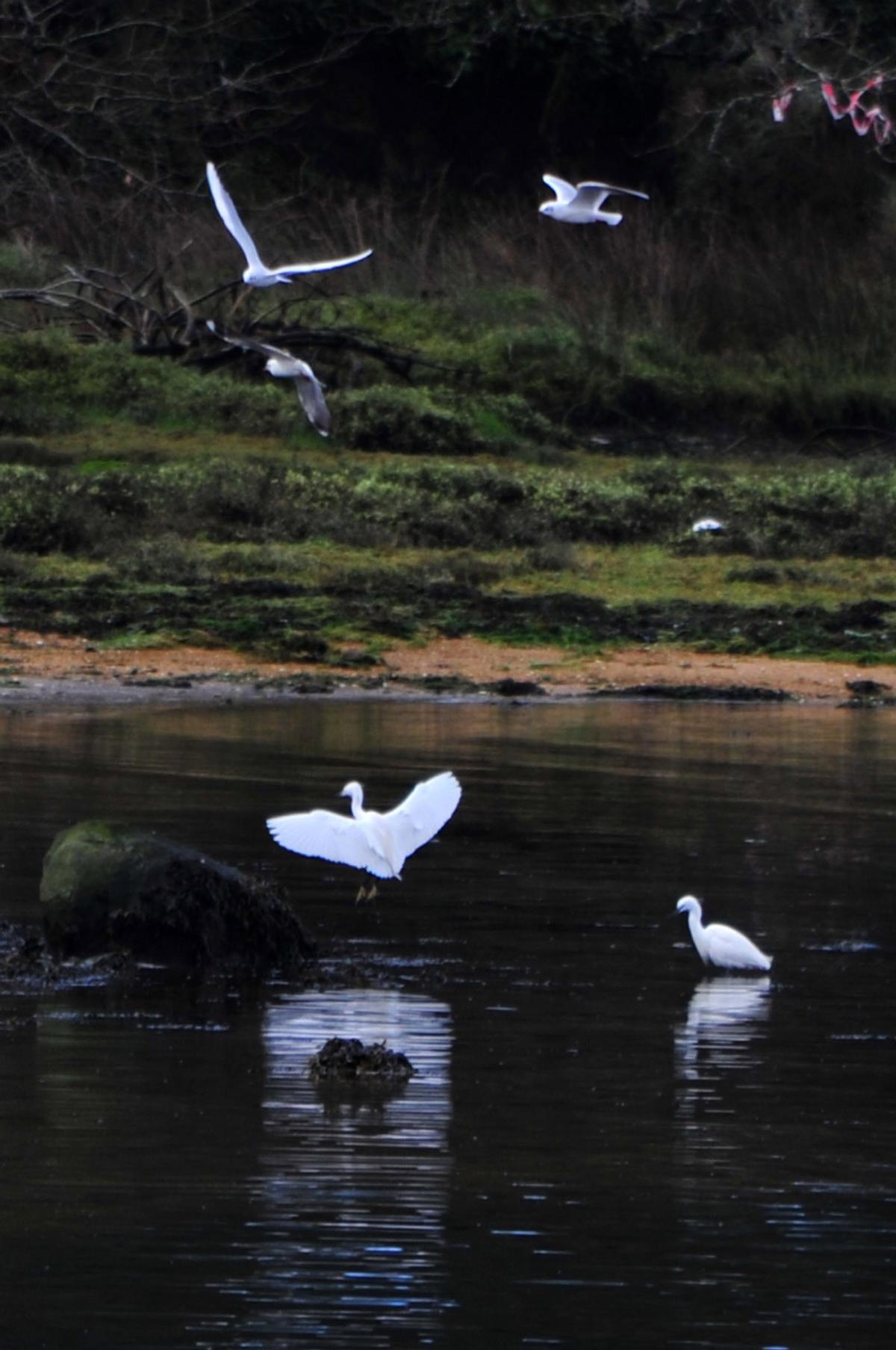 Garcetas y gaviotas en la ría.