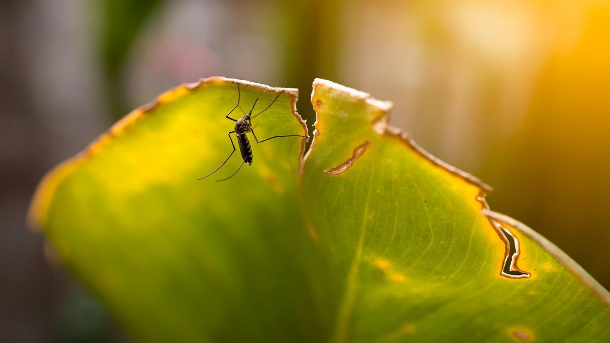 La planta antimosquitos de Leroy Merlin que nos permitirá dormir con la ventana abierta