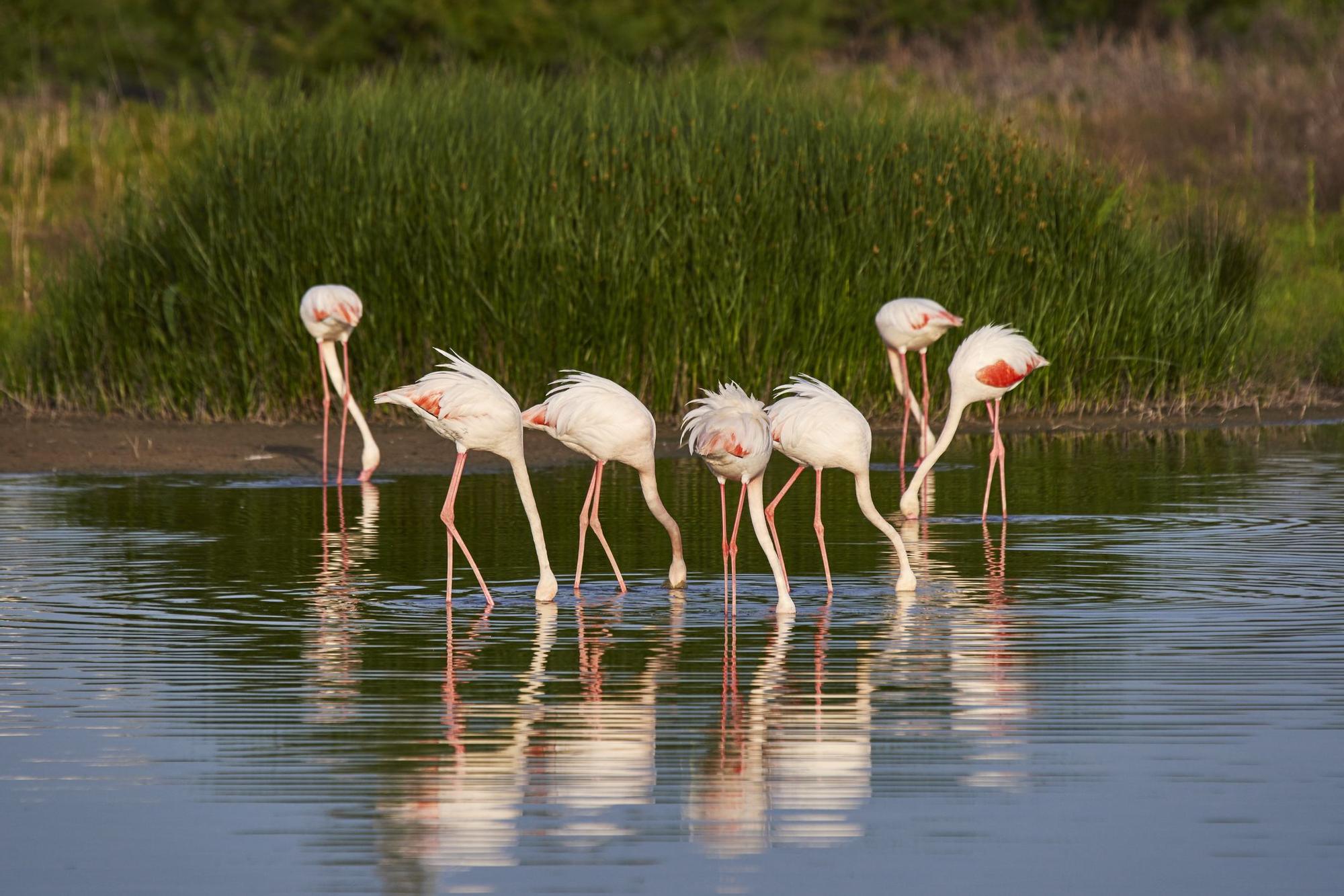 La laguna Fuente de Piedra destaca por los flamencos que habitan allí