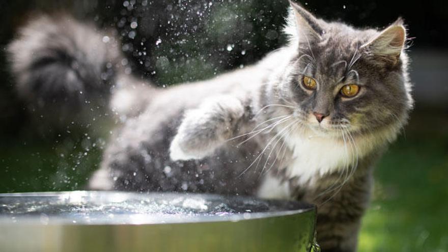 El gato tiene una natural aversión por el agua.