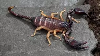 Las siete especies de escorpiones que hay en España: así son sus picaduras