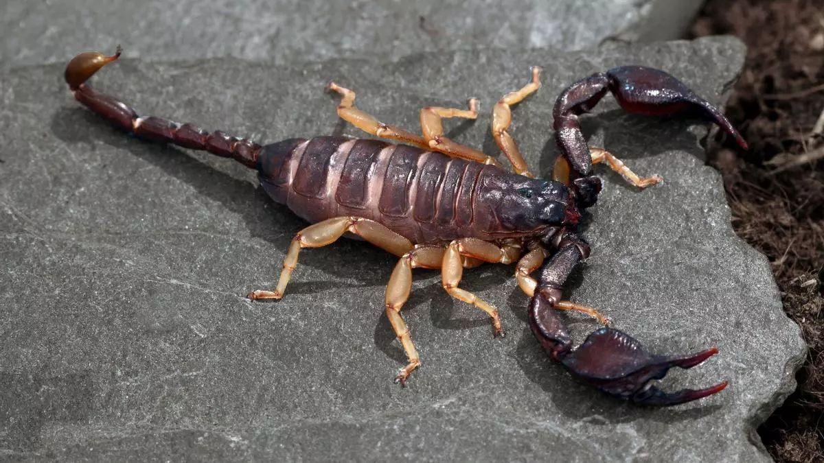 En España viven siete especies de escorpión