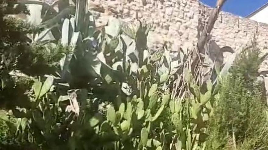 Vox pide desbroces en Trascastillo para que la muralla de Zamora no quede oculta