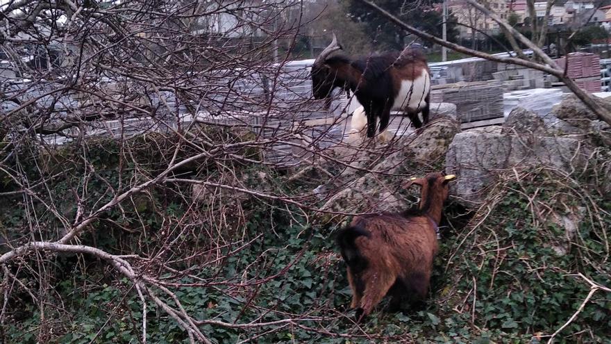 El castrón y una de las cabras encontrados por la Policía Local en un recinto municipal.