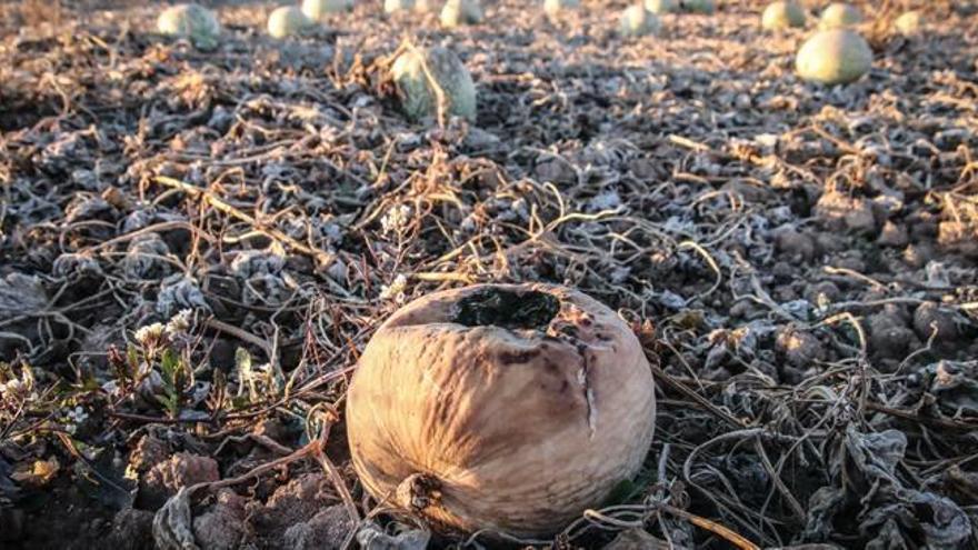 Las altas temperaturas primero y posteriormente las heladas han pasado factura este año a la cosecha de calabaza en la Foia de Castalla.