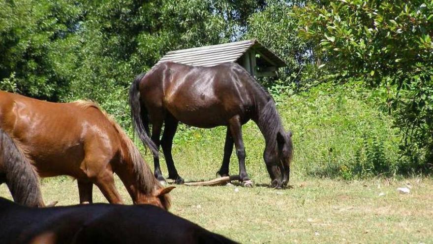 Una imagen de archivo de caballos con cepos en el monte de Domaio.