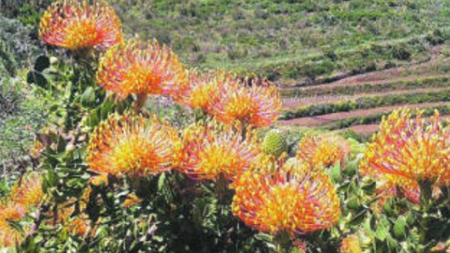 Proteas.