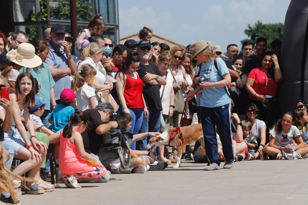 Pasarela de perros de adopción en Bioparc