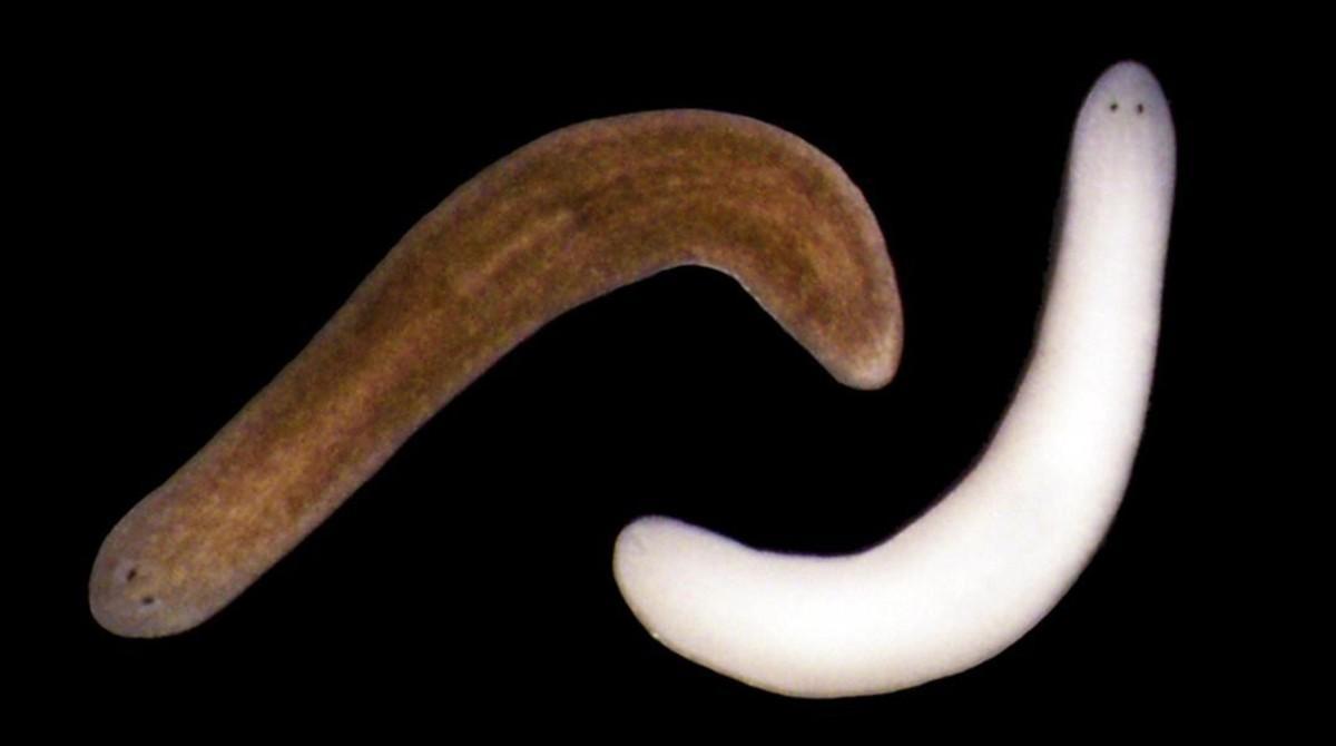Dos ejemplares de la planaria Schmidtea Mediterranea una de la cual ha cambiado de color tras la exposición prolongada a la luz. Dos ejemplares de la planaria Schmidtea Mediterranea una de la cual ha cambiado de color tras la exposición prolongada a la luz.