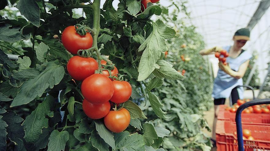La aparcería del tomate y del pepino logran una subida salarial del 5 %