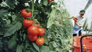 Descubren cómo cultivar tomates con menos agua y manteniendo la calidad